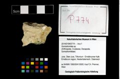 Foto (Objekt + Etikett) von Goniodromites sp.  (NHMW-GEO-2014-0194-0774)